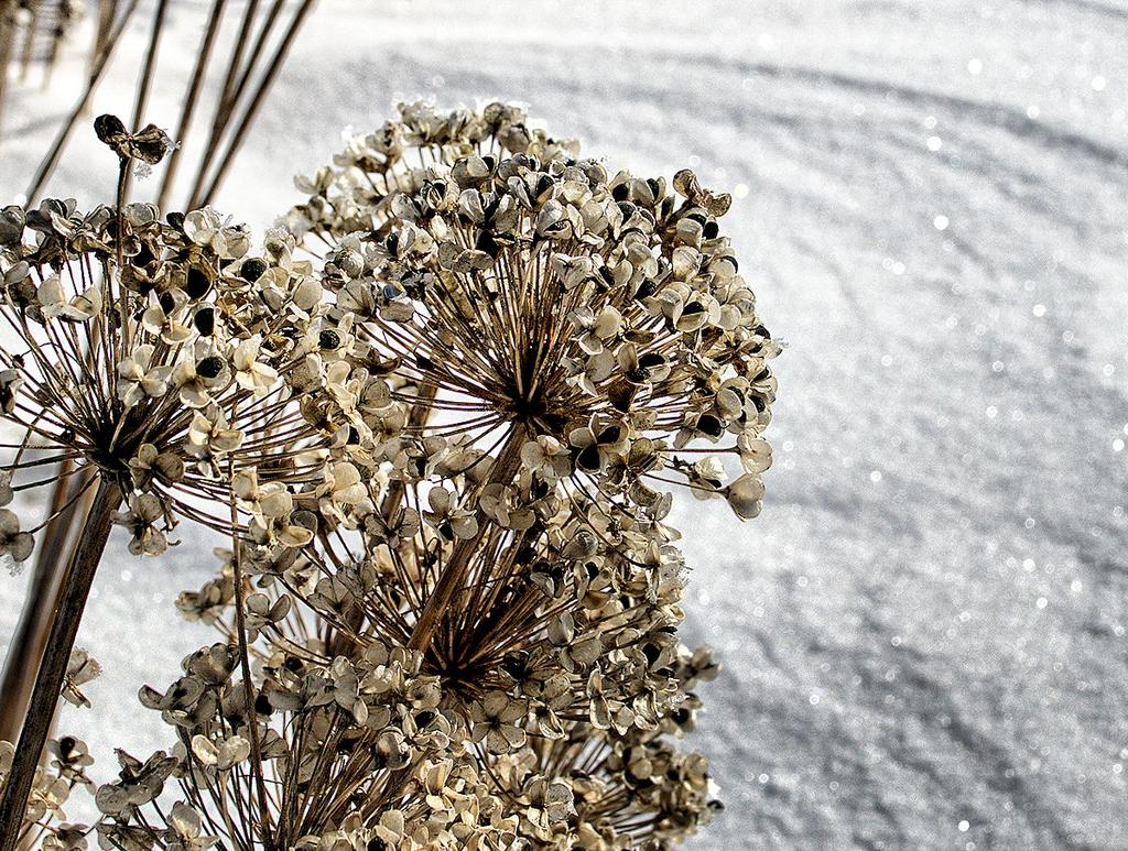 beautiful onion in winter.jpg