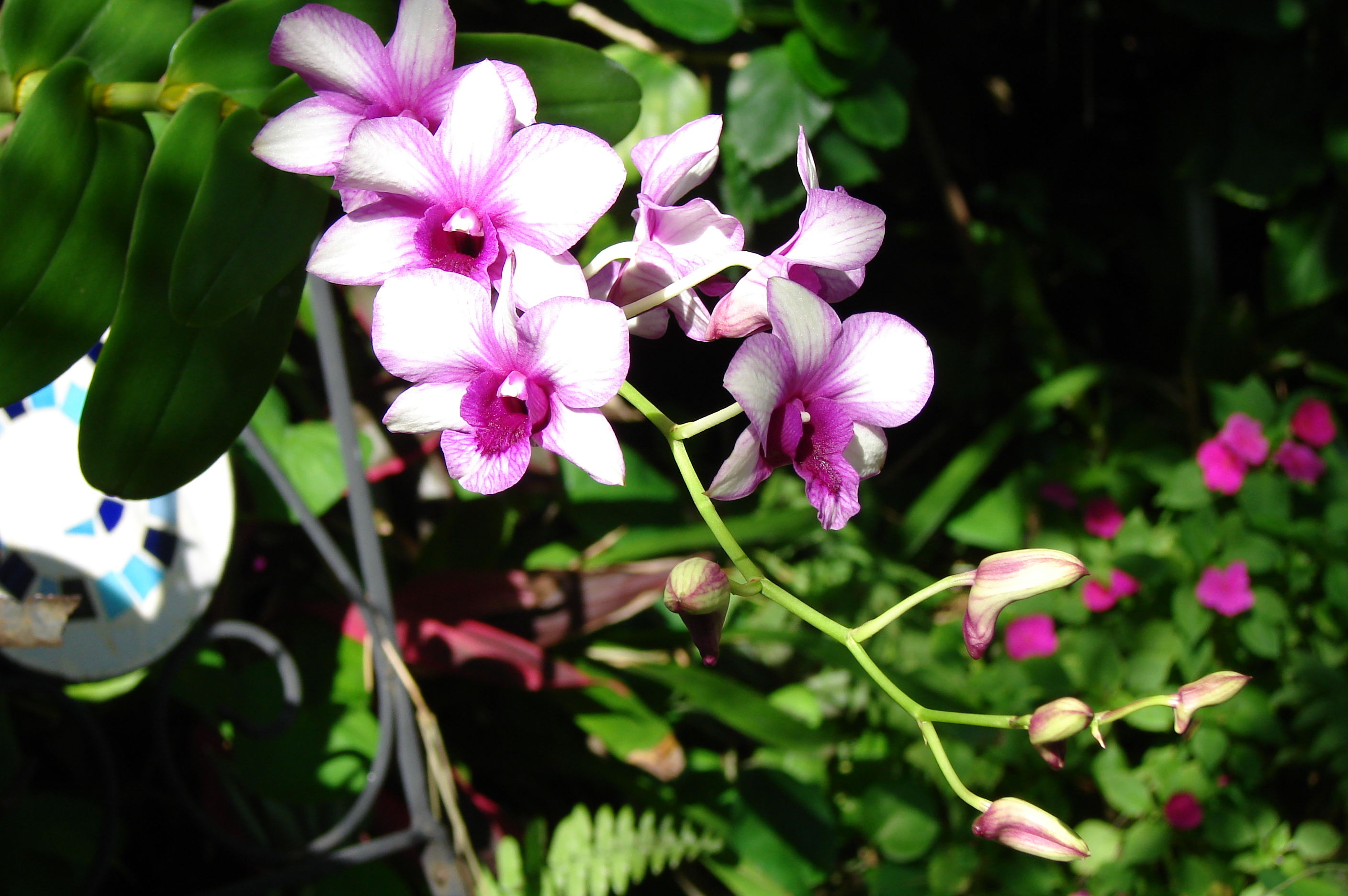 Beautiful Orchid bloom.JPG