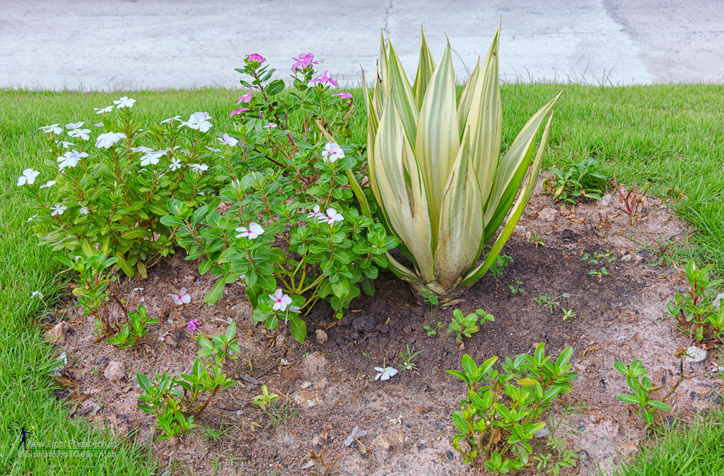 bed-of-flower-1.jpg