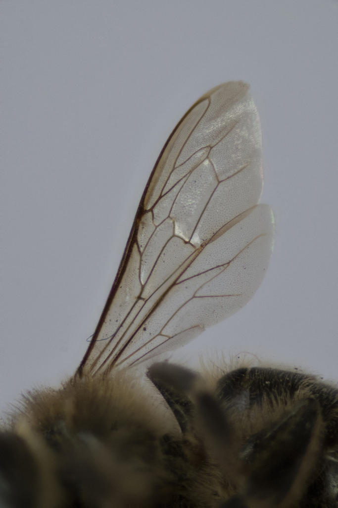 Bee-1.jpg
