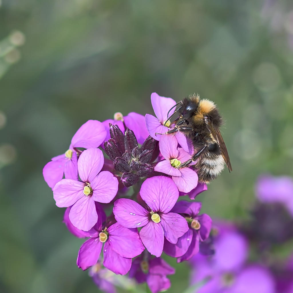 Bee-1.jpg