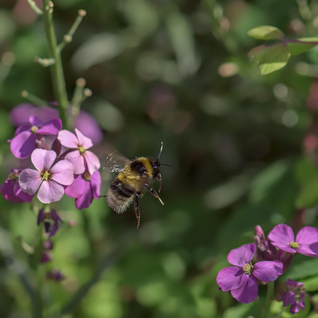 Bee-1.jpg