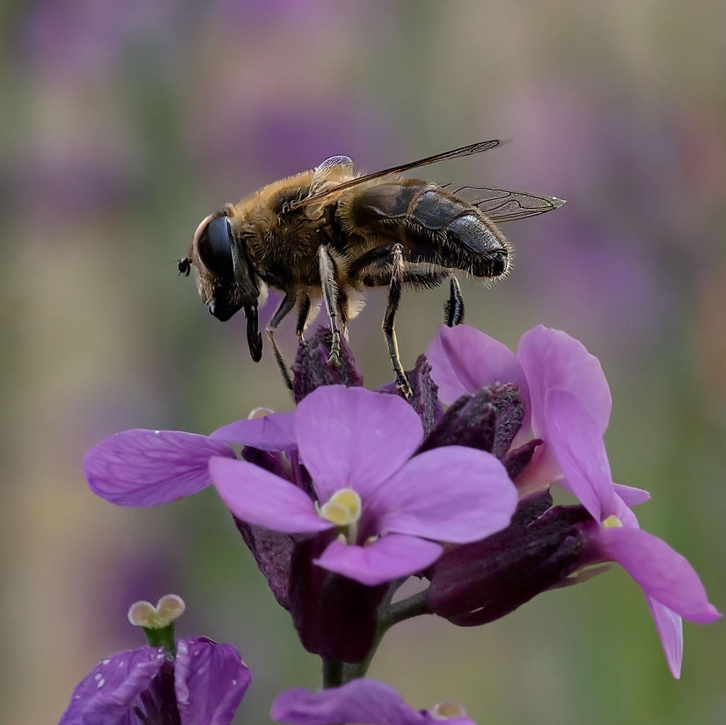 Bee-105mm.jpg