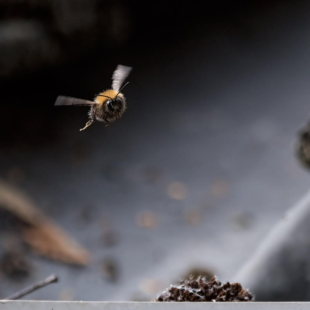 bee-2.jpg