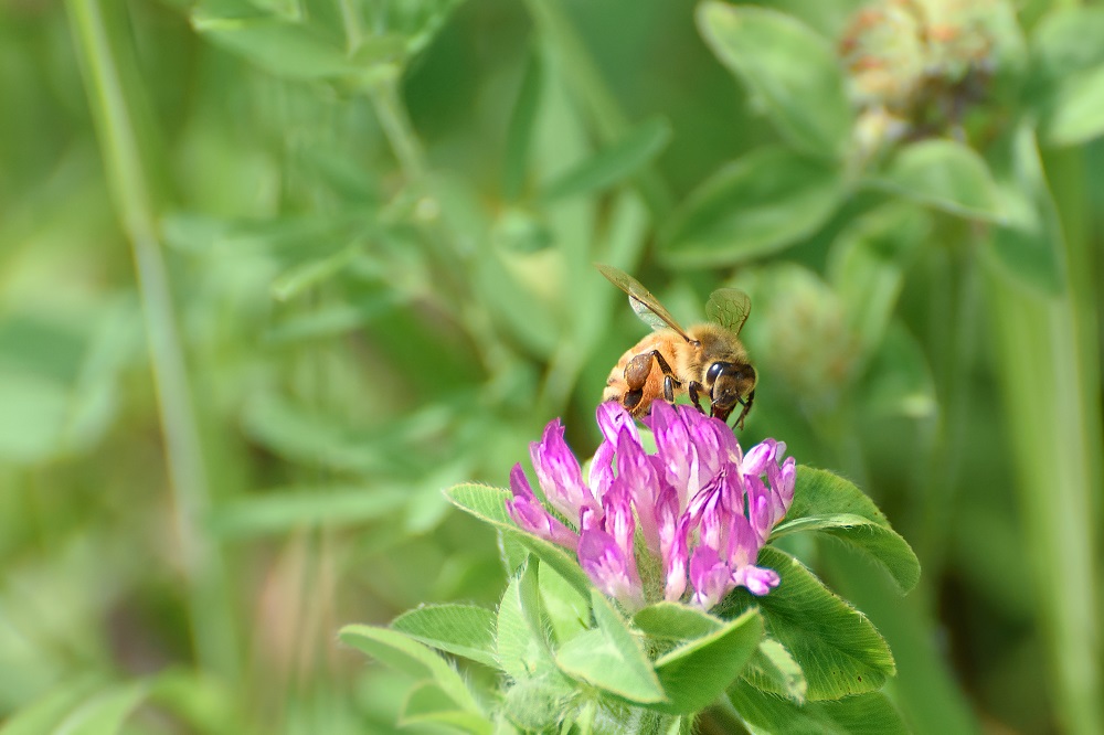 Bee--2.jpg
