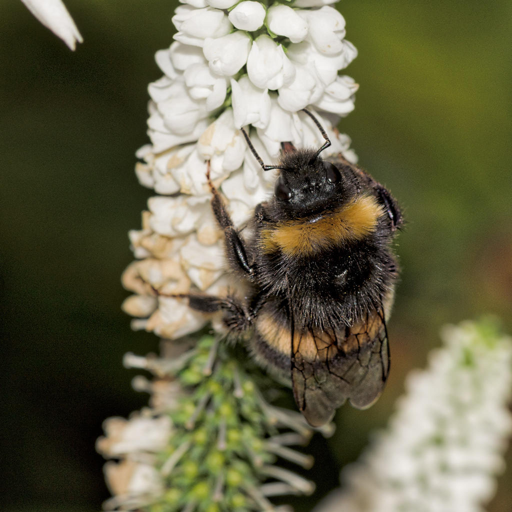 Bee-2.jpg