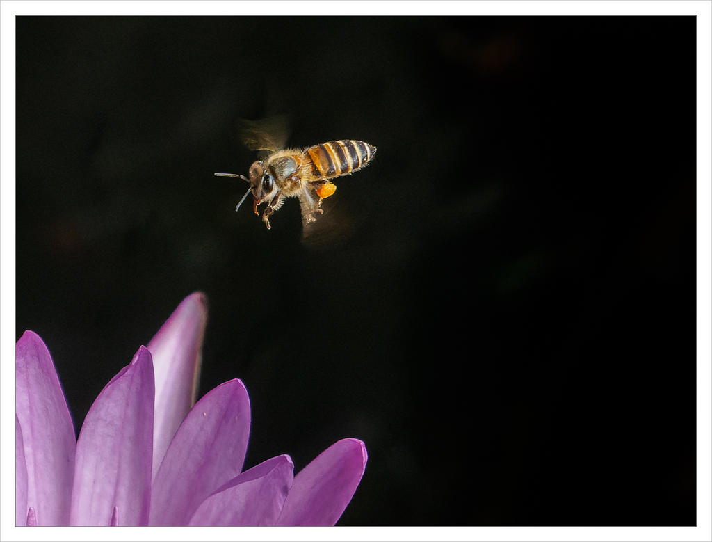 bee-2.jpg