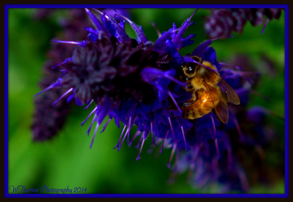 Bee 2.jpg