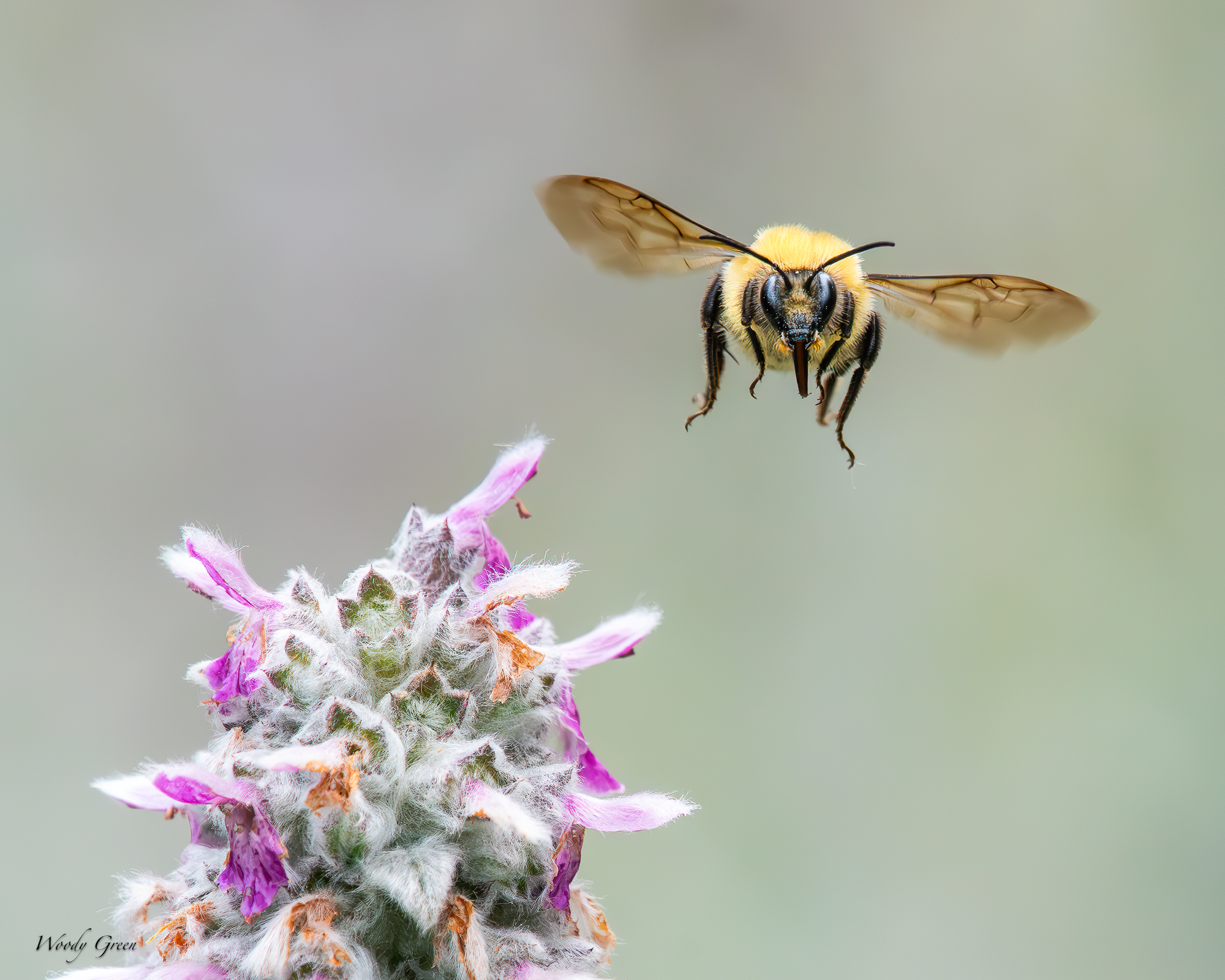 Bee-229.jpg