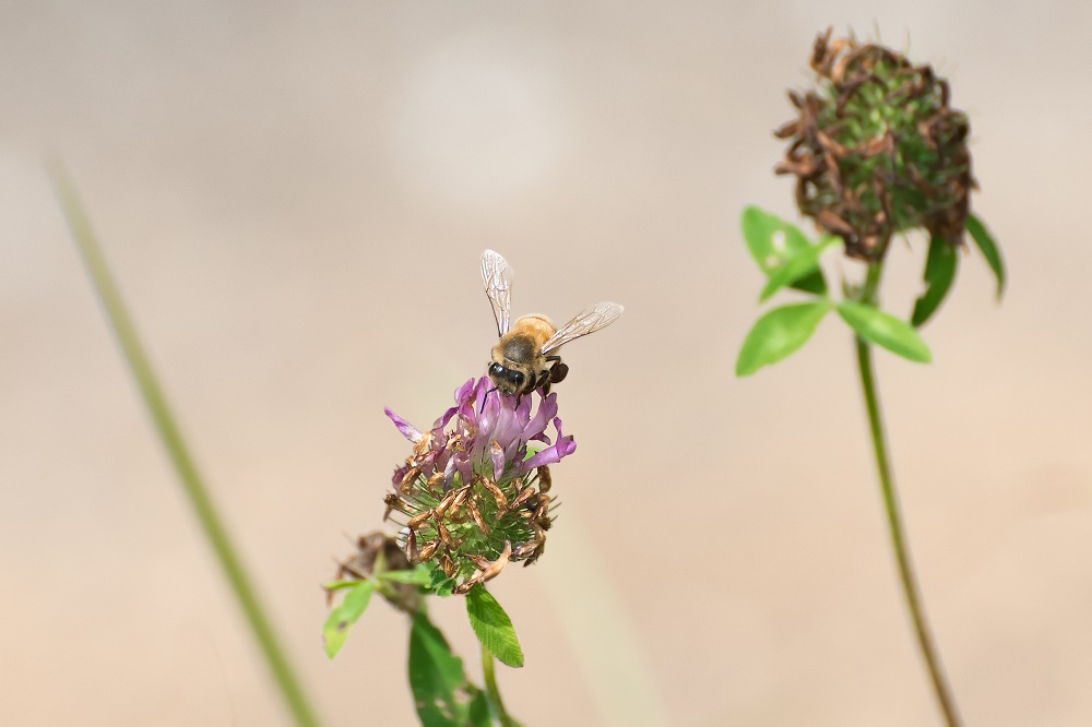 Bee--3.jpg