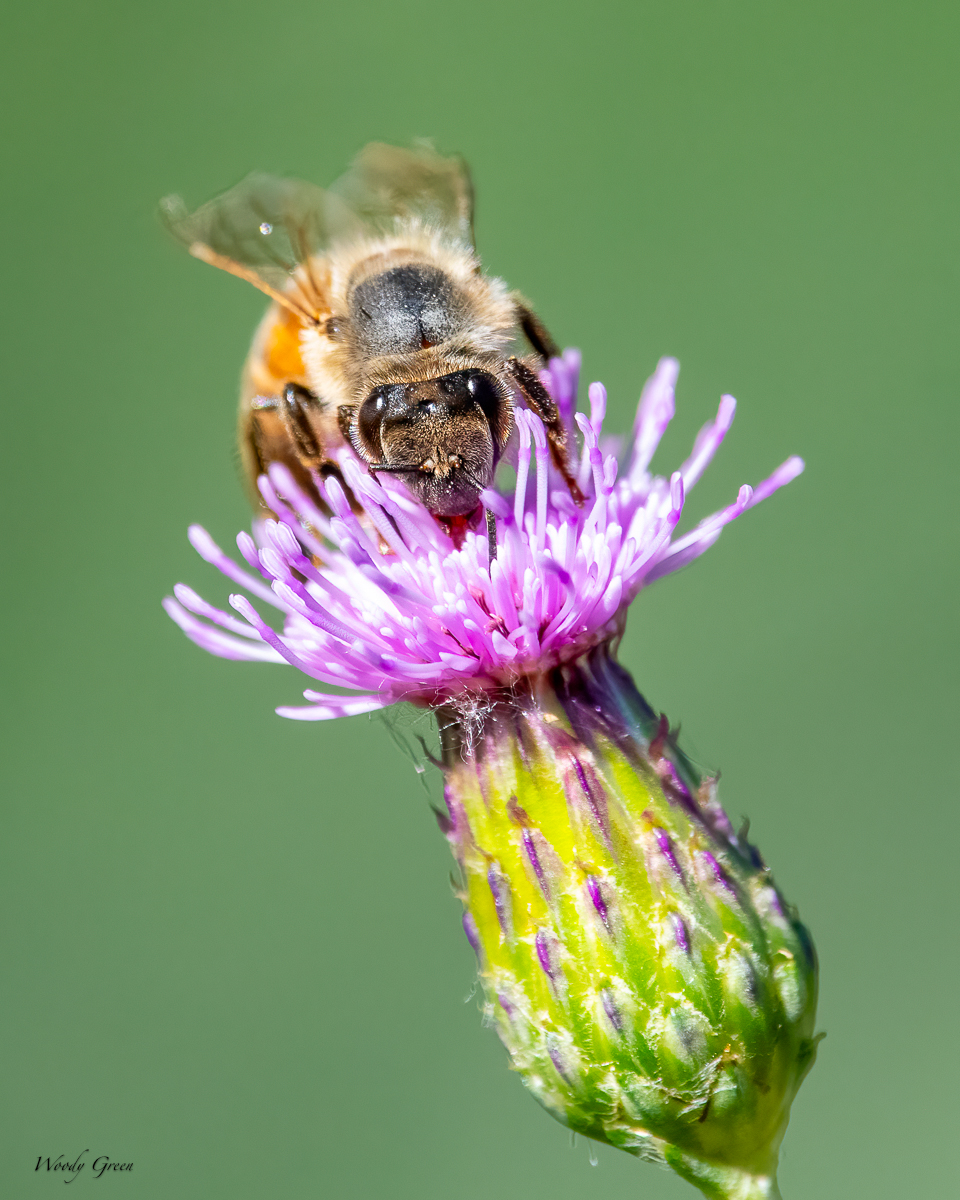 Bee-30.jpg