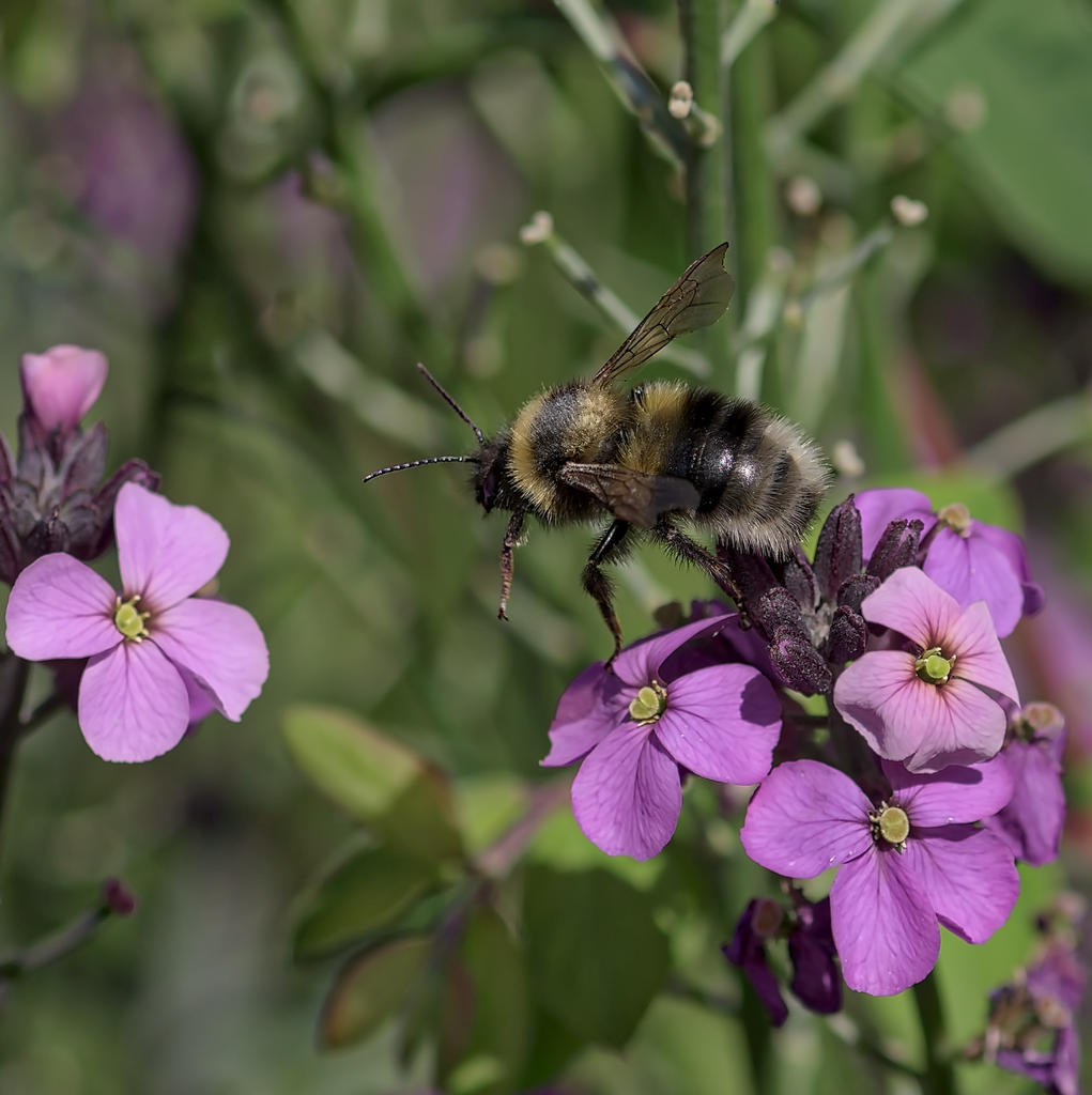 Bee-4.jpg