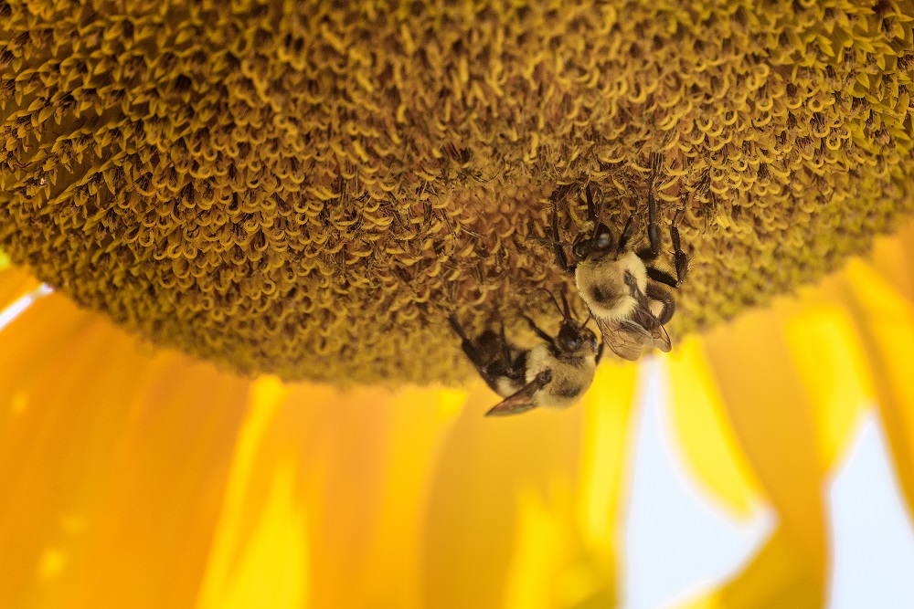 bee--4.jpg