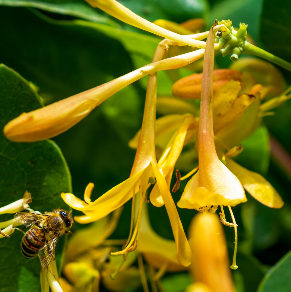 Bee and Honeysuckle (1 of 1).jpg