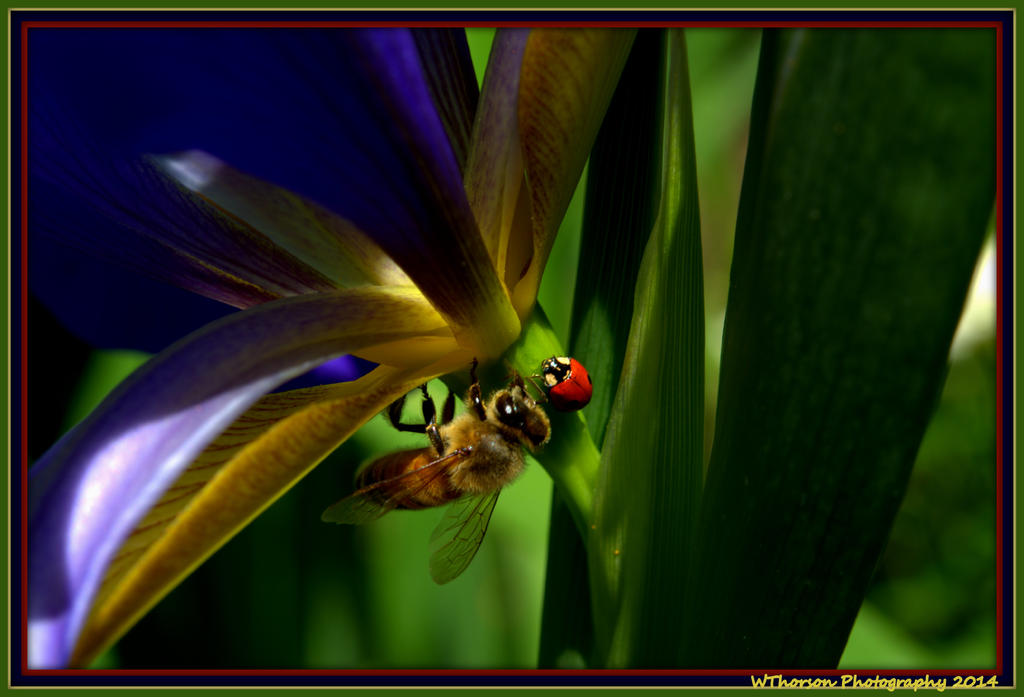 Bee and Lady Bug on Purple Iris.jpg
