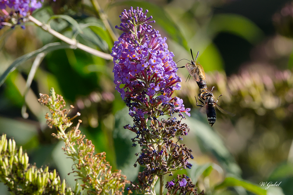 Bee attack sm.jpg