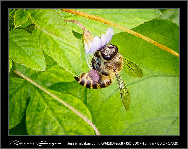 bee-cropped-2.jpg