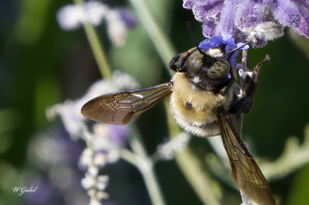 Bee eyes sm.jpg