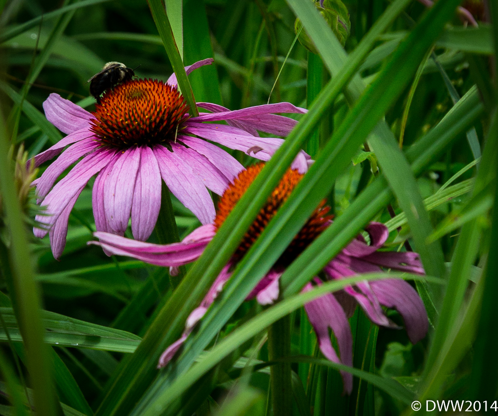 Bee Good (1 of 1).jpg