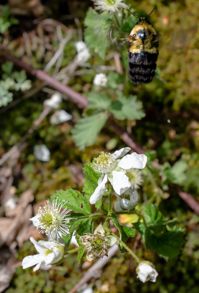 Bee in Flight 1 (1 of 1).jpg
