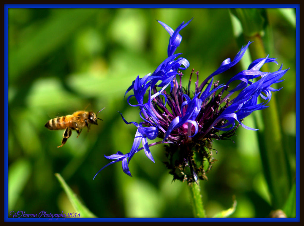 Bee in Flight.jpg