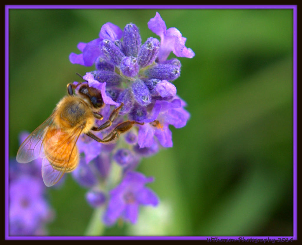 Bee in Lavender.jpg