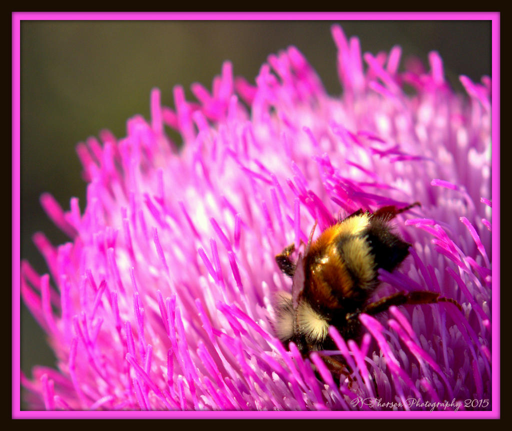 Bee in Stinging Nettle 7-25-2015.jpg