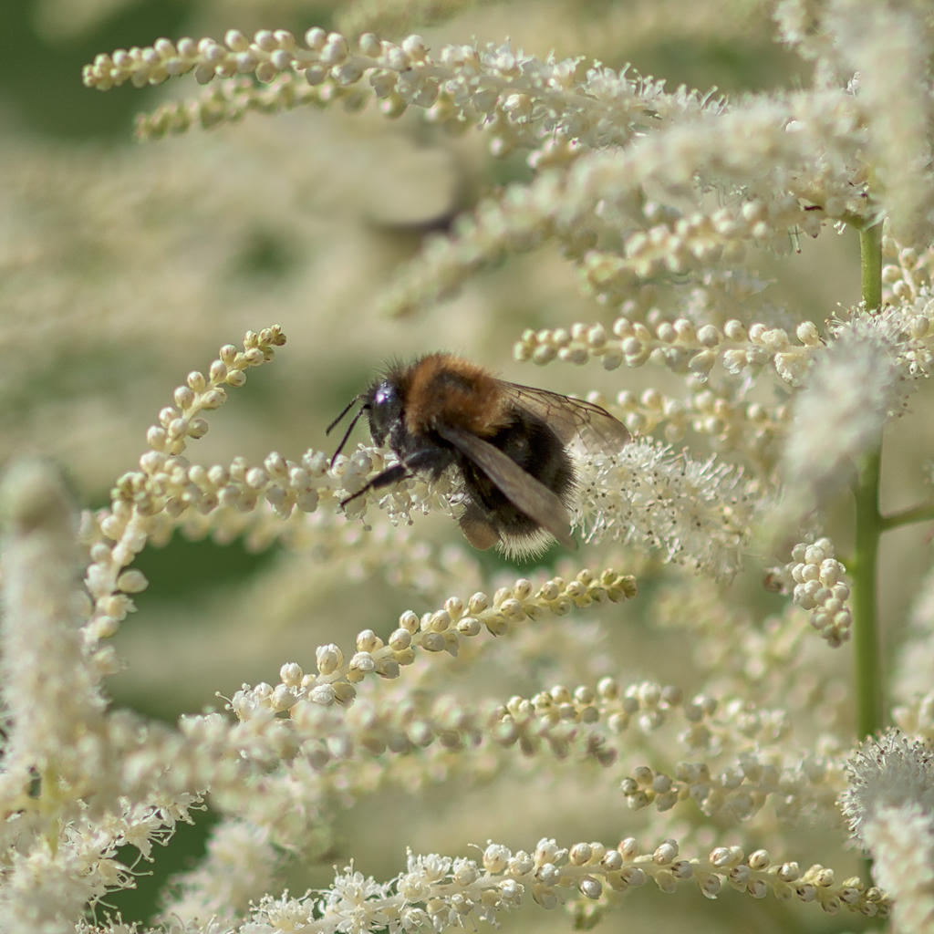Bee-in-the-Bush.jpg