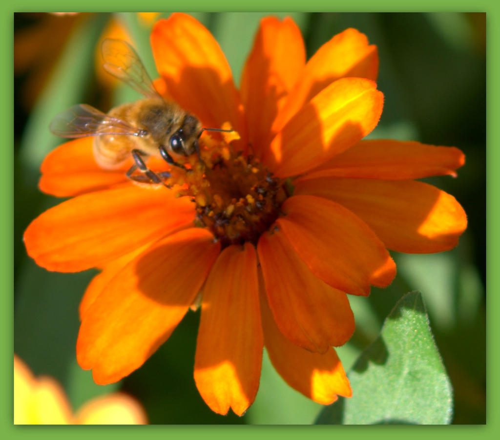 Bee in the Sunshine.jpg