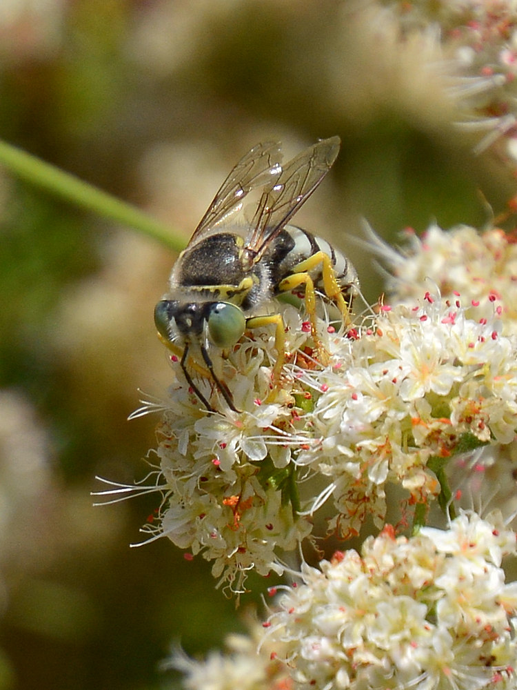 Bee.jpg