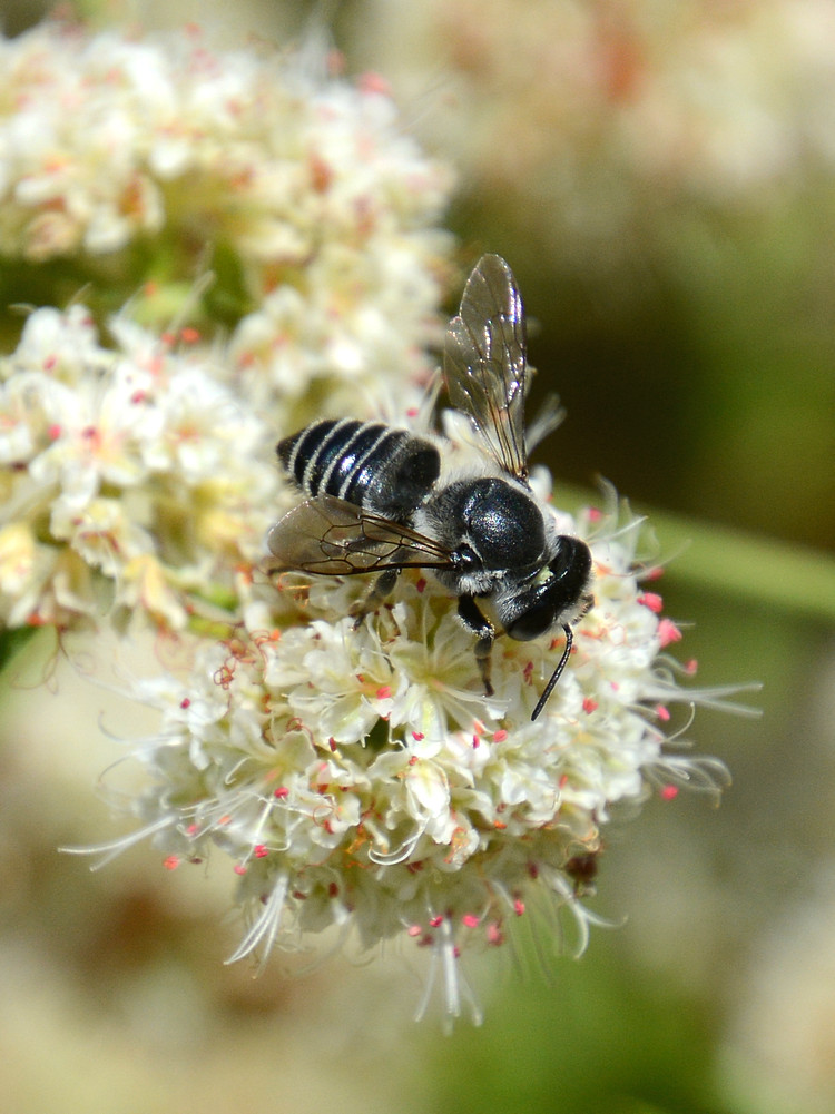 Bee.jpg