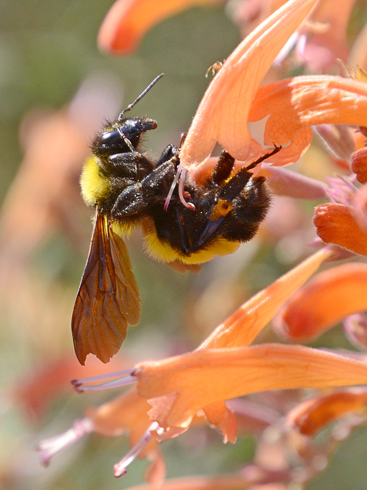 Bee.jpg