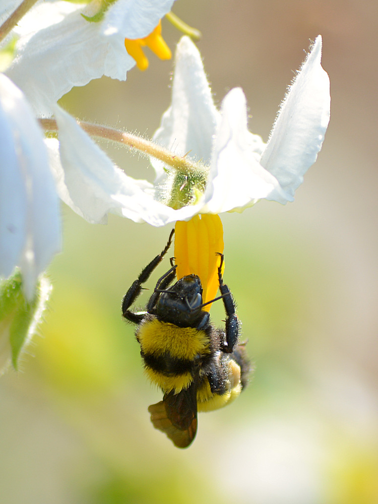 Bee.jpg