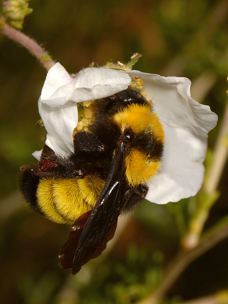Bee.jpg