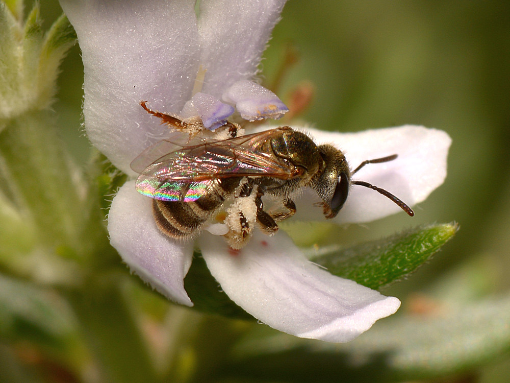 Bee.jpg