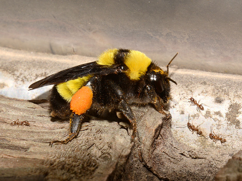 Bee.jpg