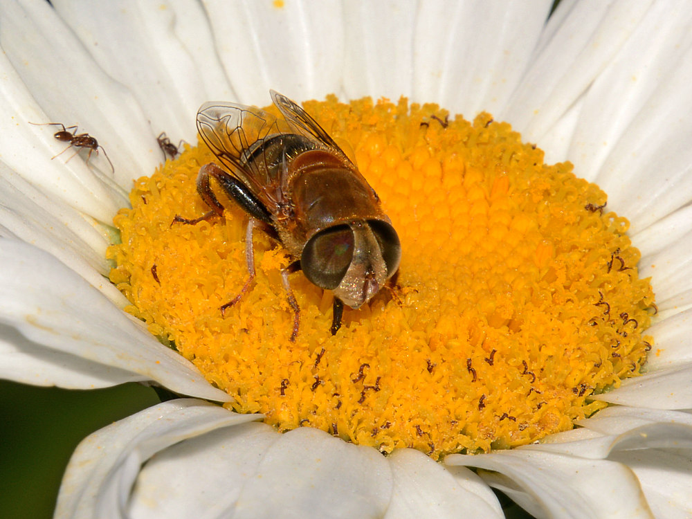 Bee.jpg