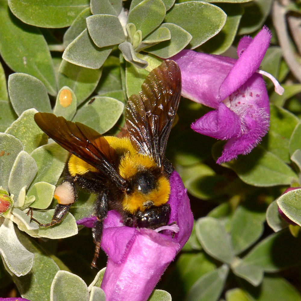 Bee.jpg