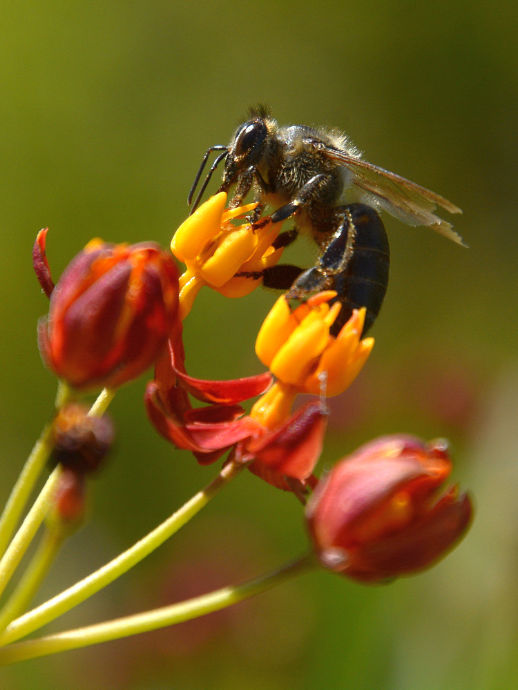 Bee.jpg
