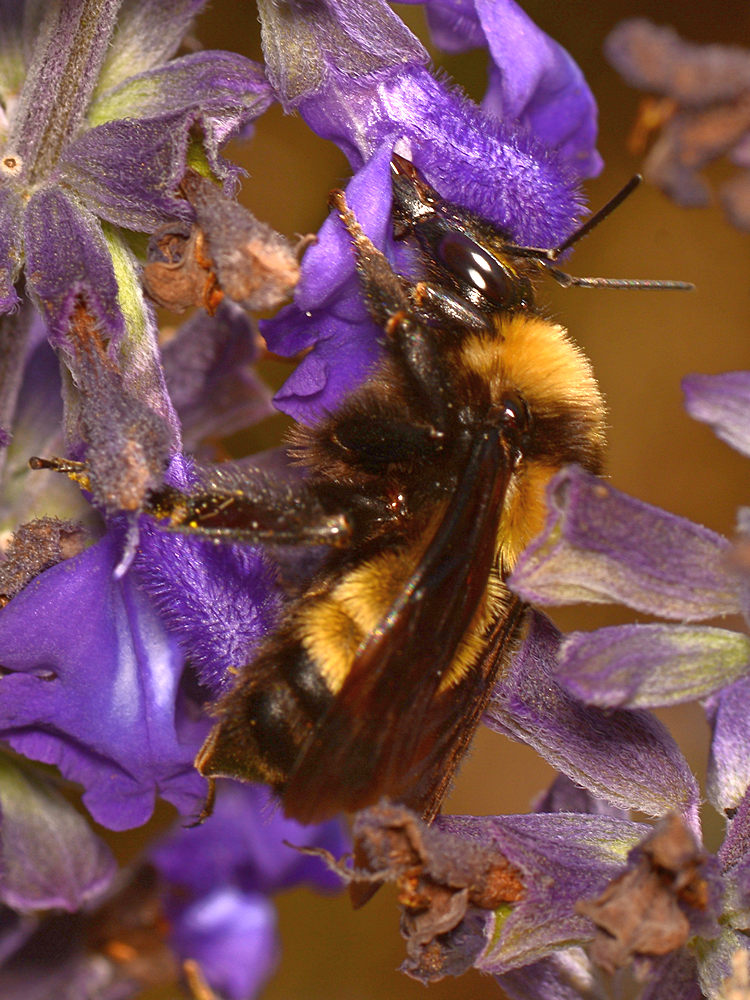 Bee.jpg