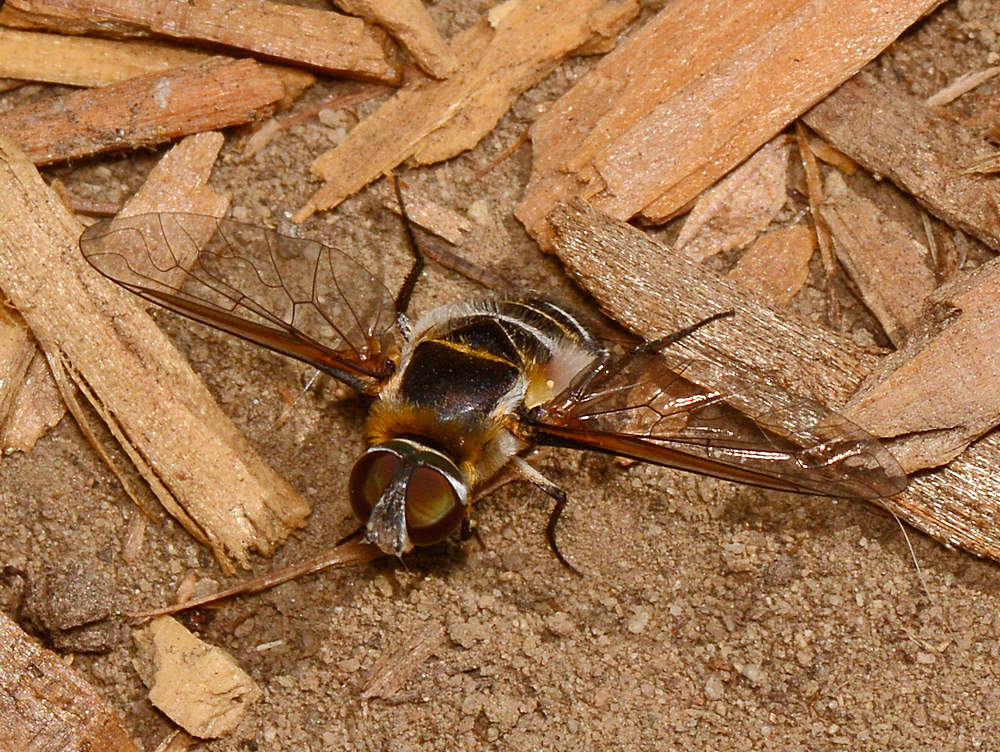 Bee.jpg