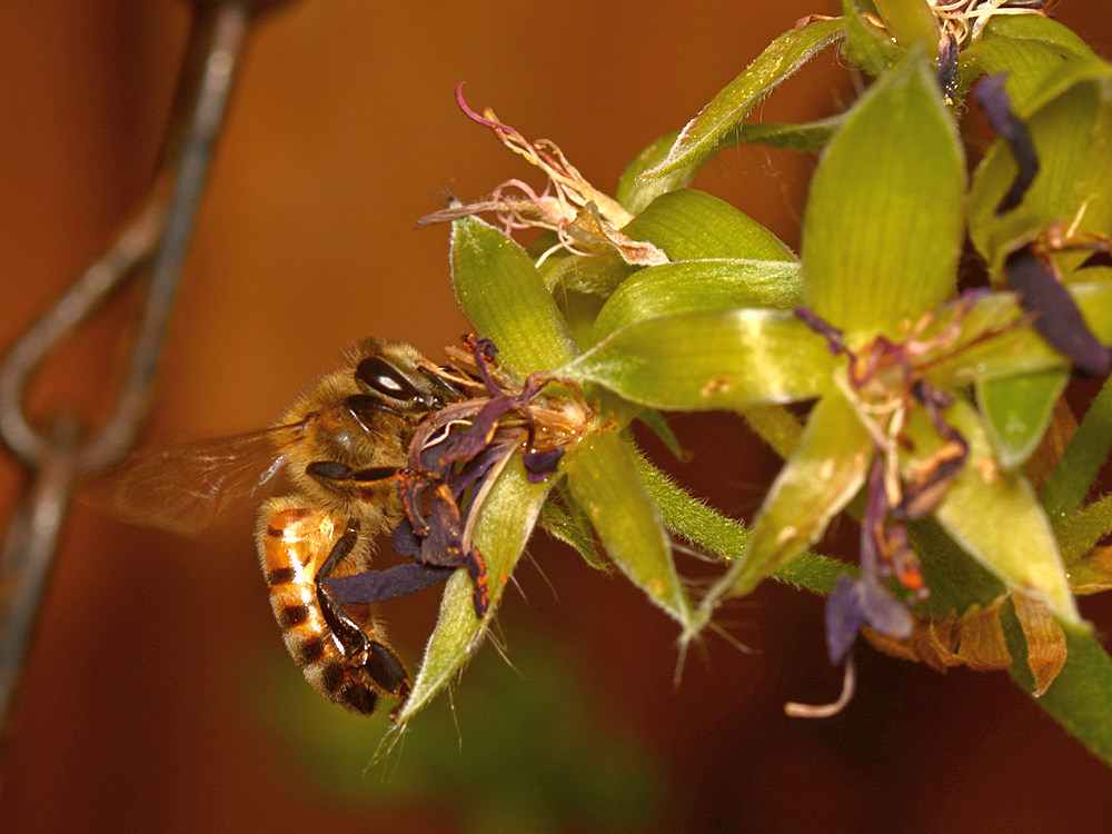 Bee.jpg