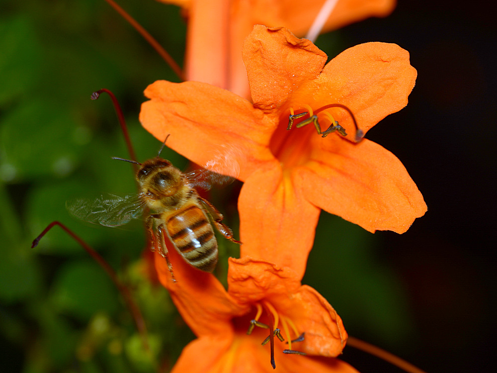 Bee.jpg