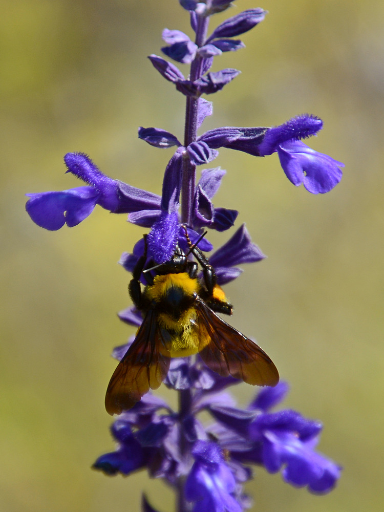 Bee.jpg