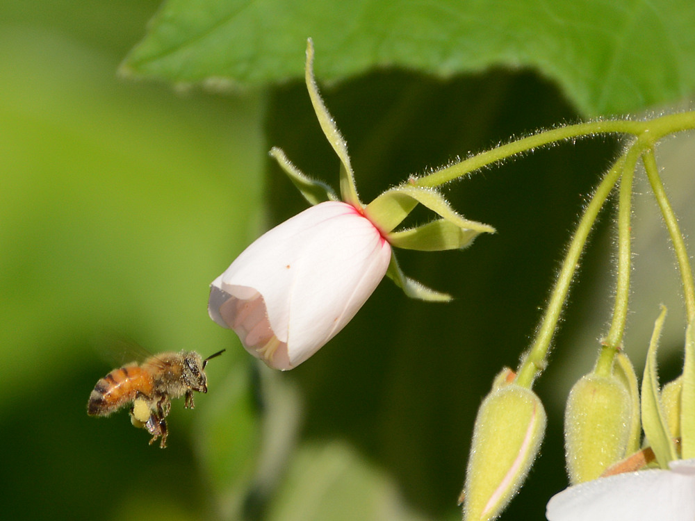 Bee.jpg