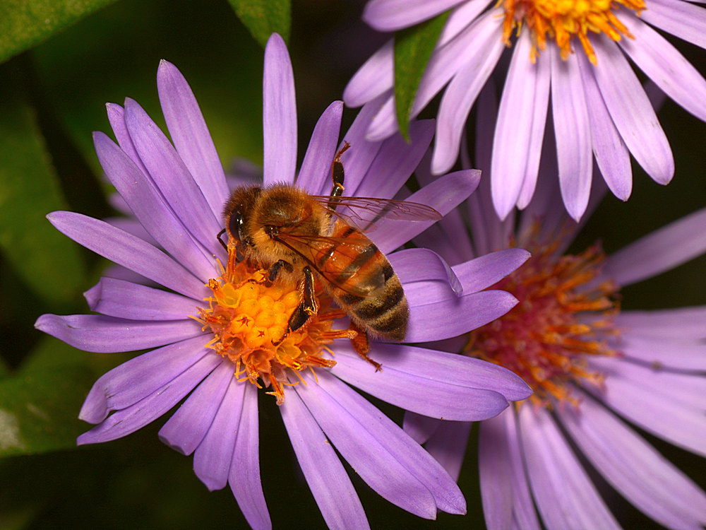 Bee.jpg