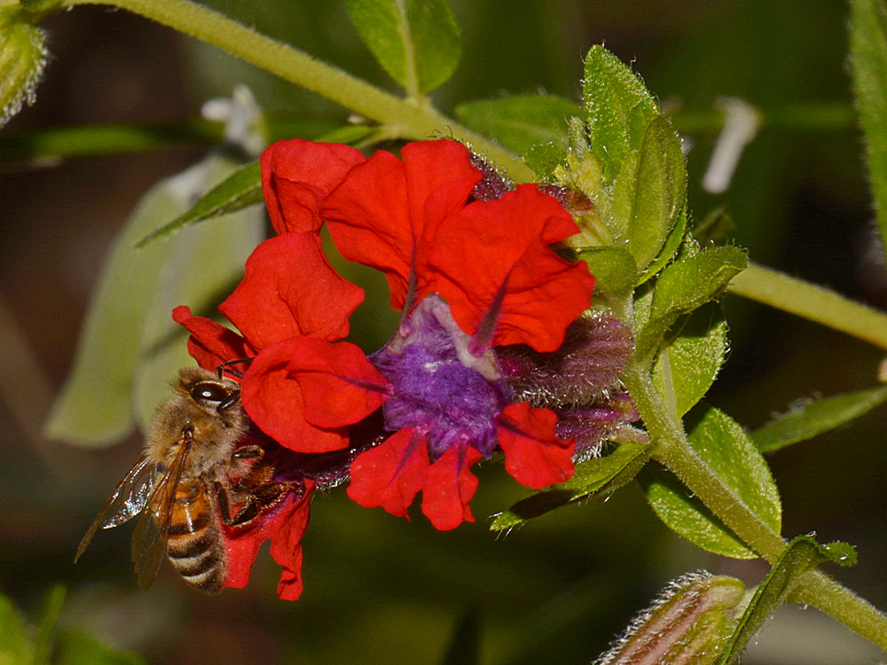 Bee.jpg