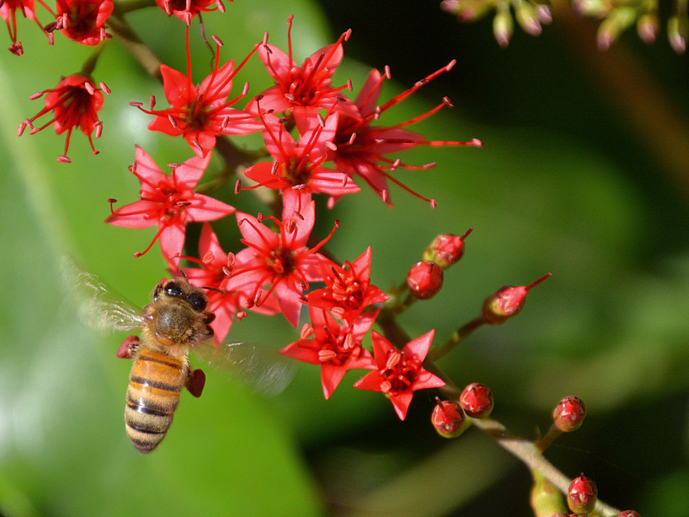 Bee.jpg