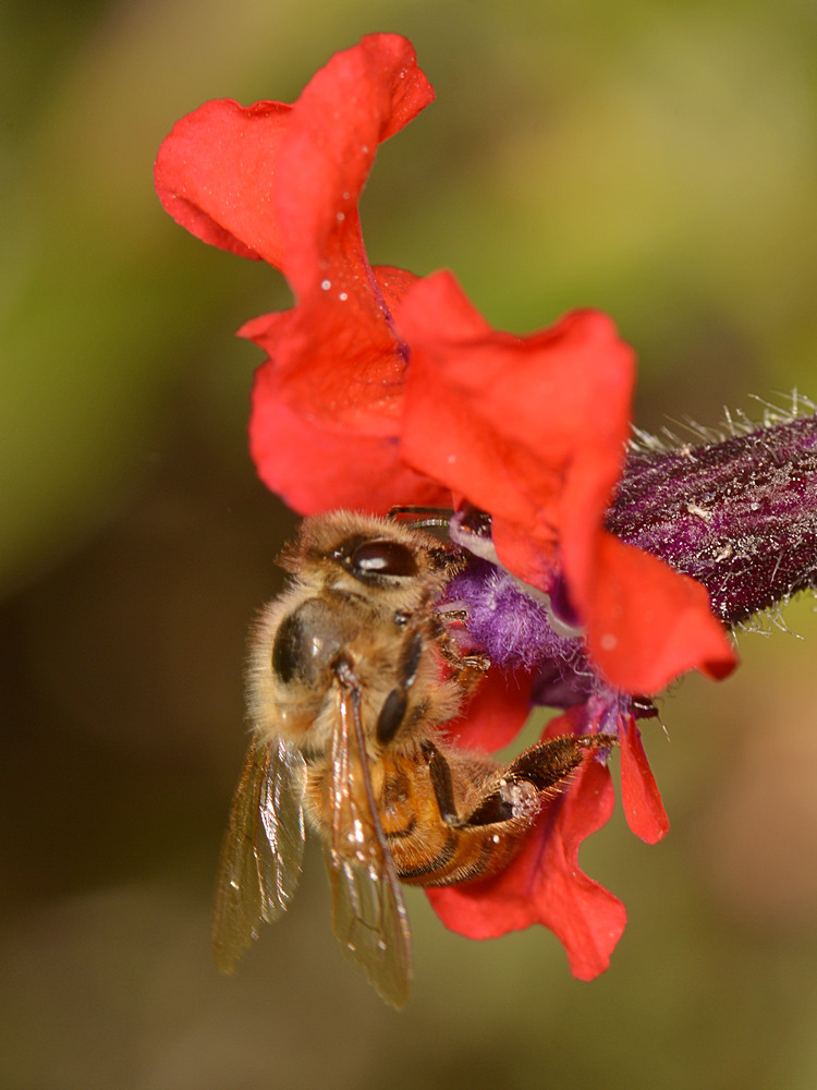Bee.jpg