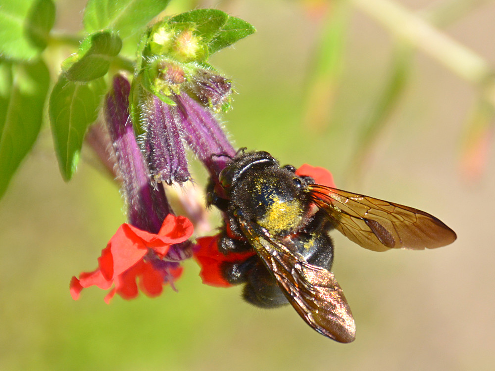 Bee.jpg
